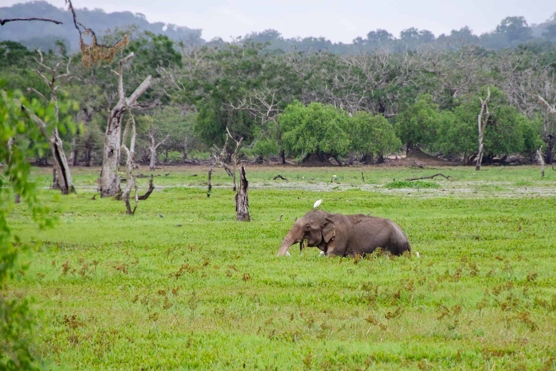 Wilpattu National Park